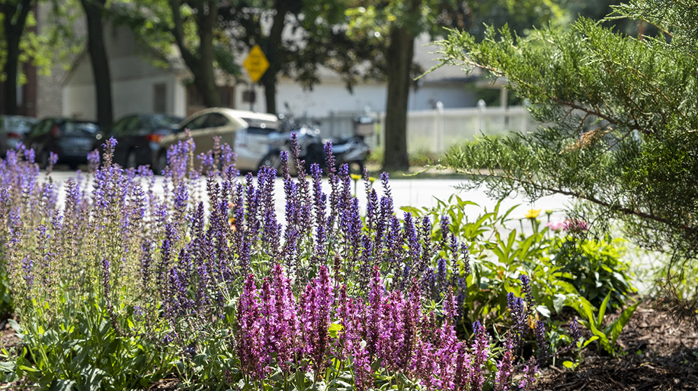 Purple and pink wildflowers blooming along a parkway